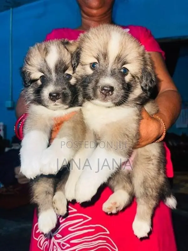 Pomeranian Dog