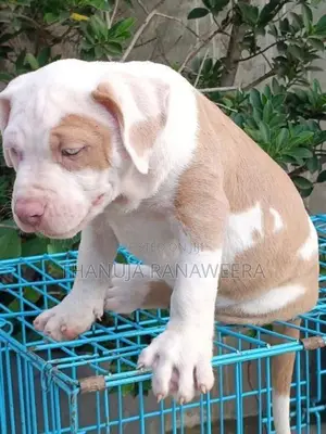 American Bully Male Puppy