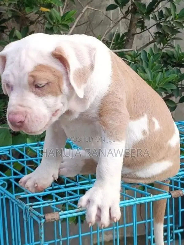 American Bully Male Puppy