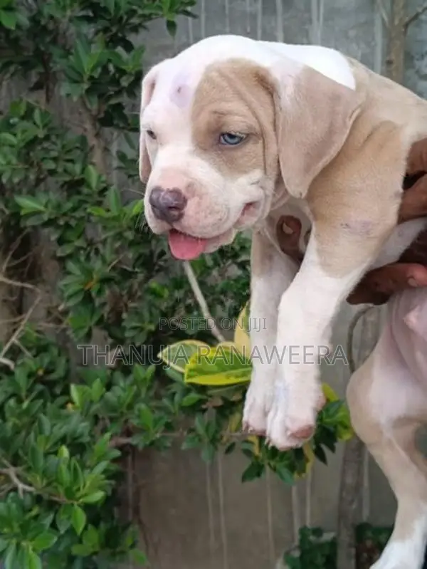 American Bully Male Puppy