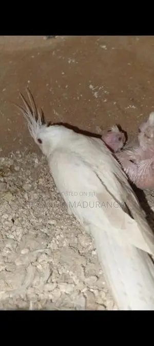 Cockatiel Chicks
