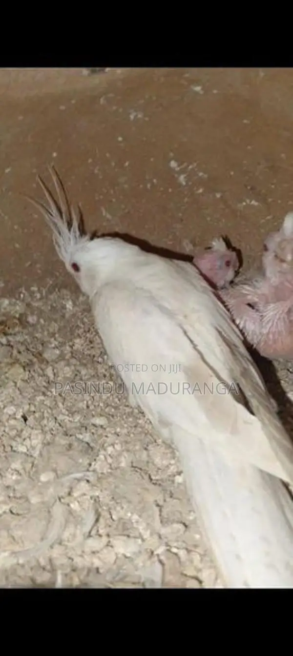 Cockatiel Chicks