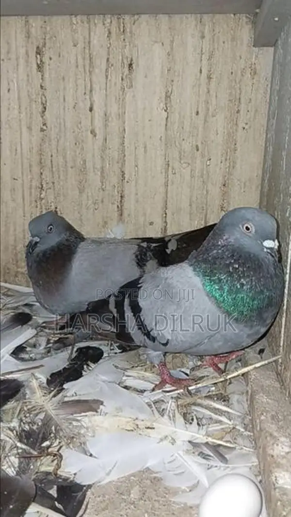 Pigeon