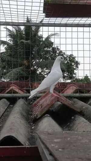 Pigeon
