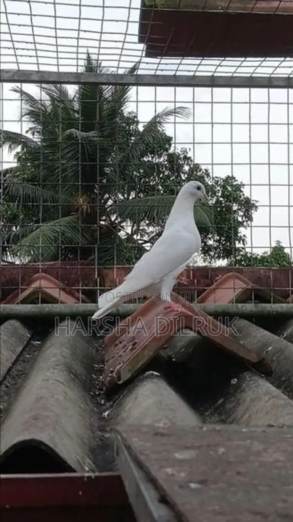 Pigeon