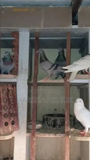 Pigeon