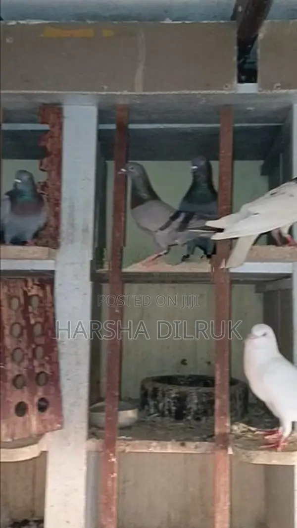 Pigeon