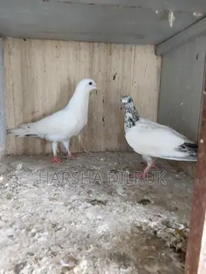 Pigeon