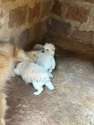 Pomeranian Puppy