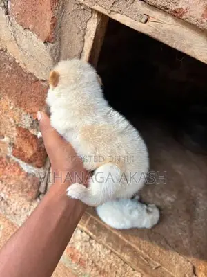 Pomeranian Puppy