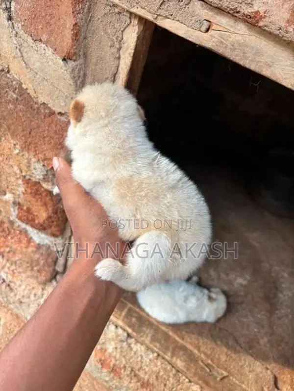 Pomeranian Puppy
