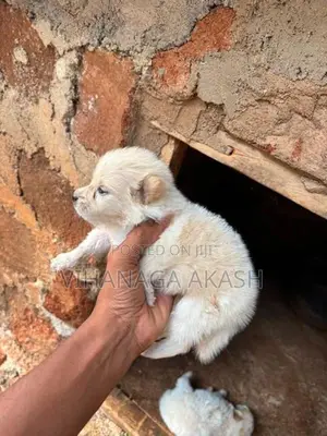Pomeranian Puppy