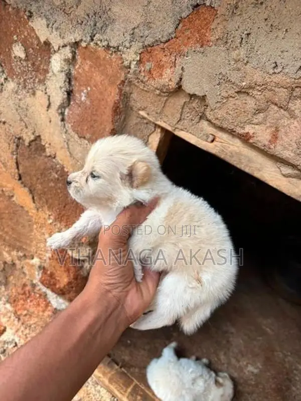 Pomeranian Puppy