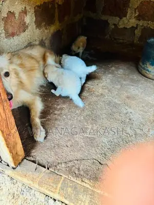 Pomeranian Puppy