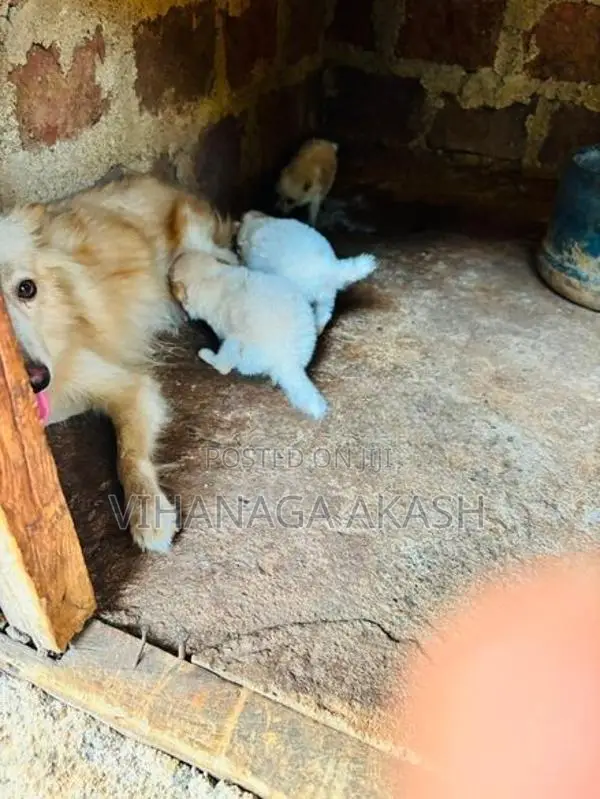 Pomeranian Puppy