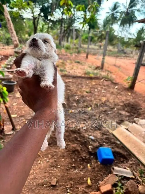 Pomeranian Puppy