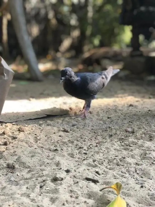 Pigeon