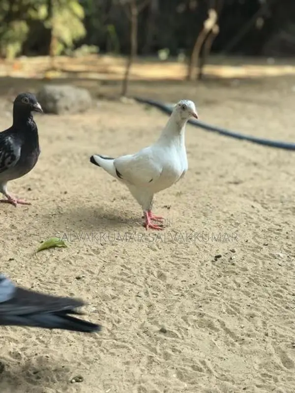 Pigeon