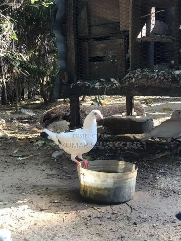 Pigeon