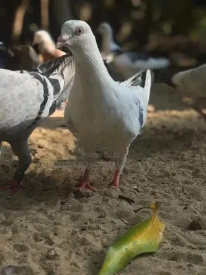 Pigeon