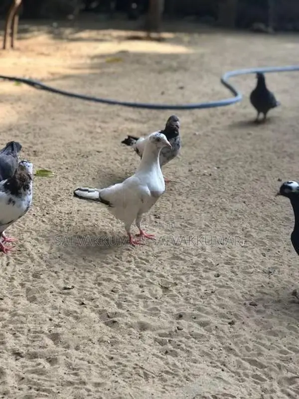 Pigeon
