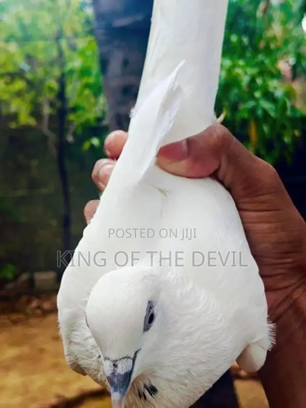 Pigeons