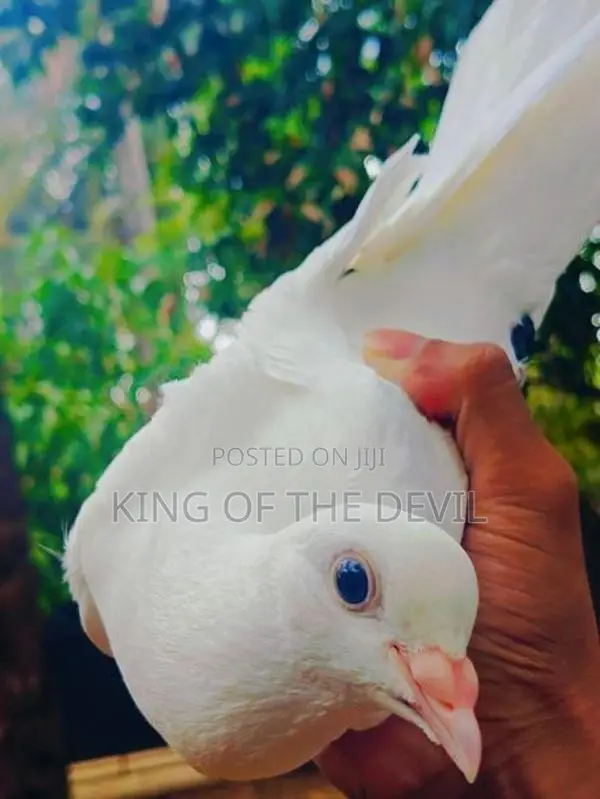 Pigeons
