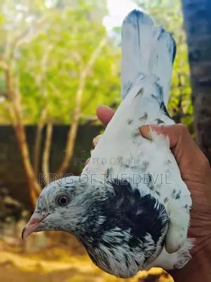 Pigeons