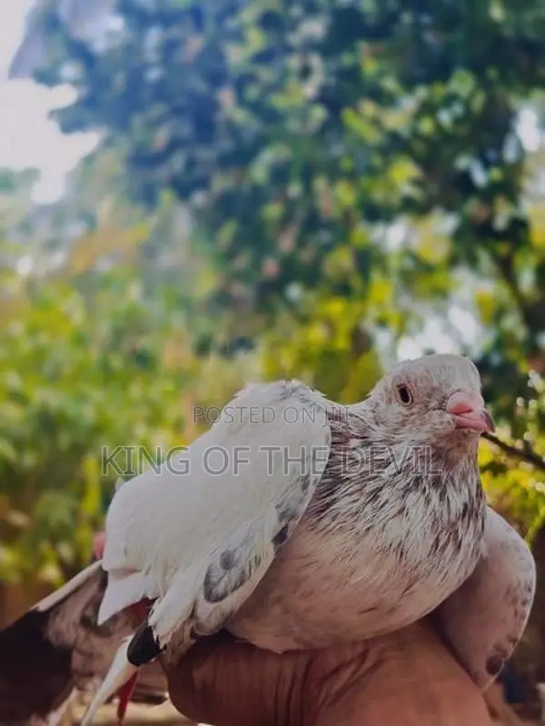 Pigeons