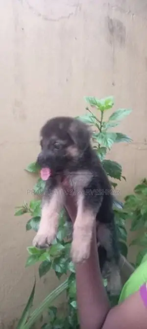 German Shepherd