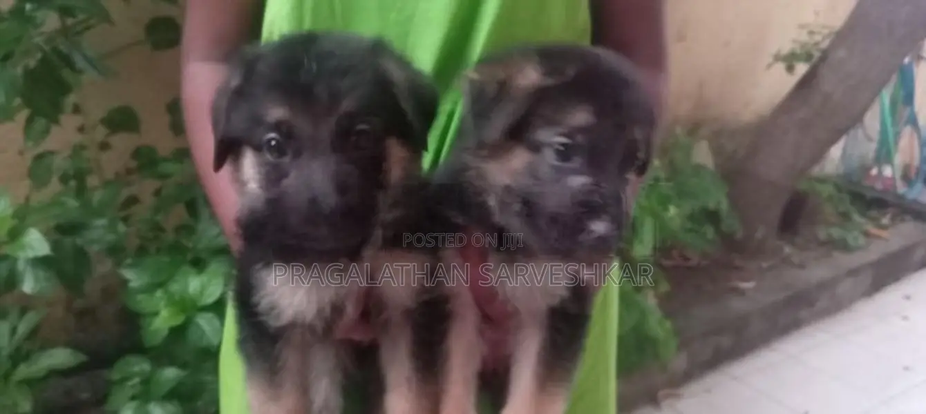 German Shepherd