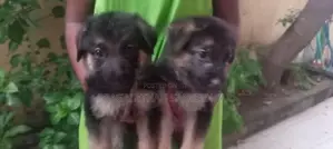 German Shepherd
