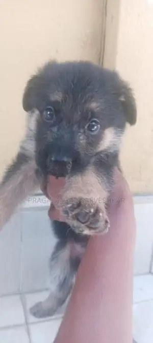 German Shepherd