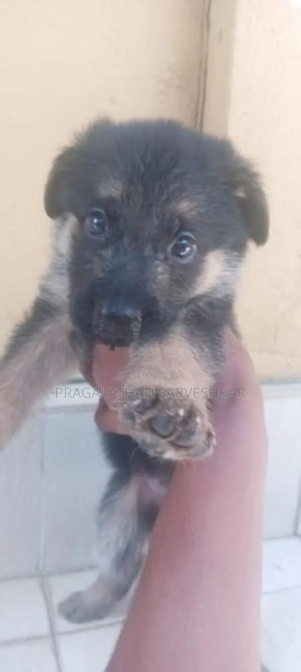 German Shepherd