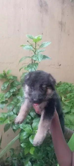 German Shepherd