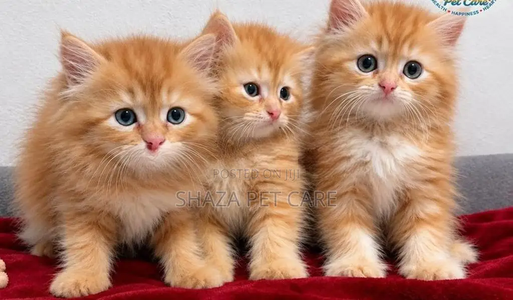 Persian Cat
