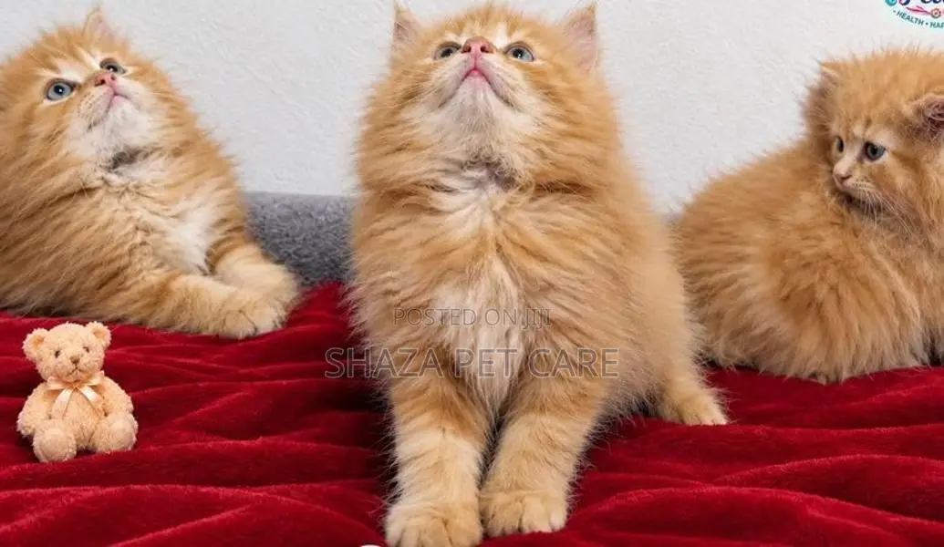 Persian Cat