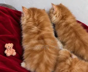 Persian Cat