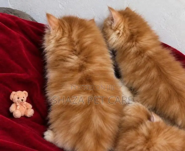 Persian Cat