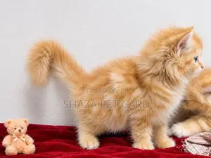 Persian Cat