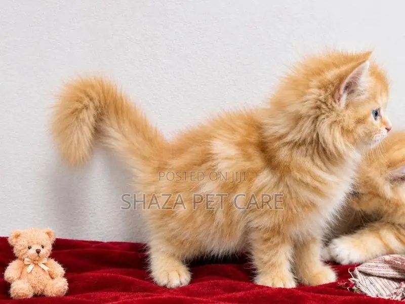 Persian Cat