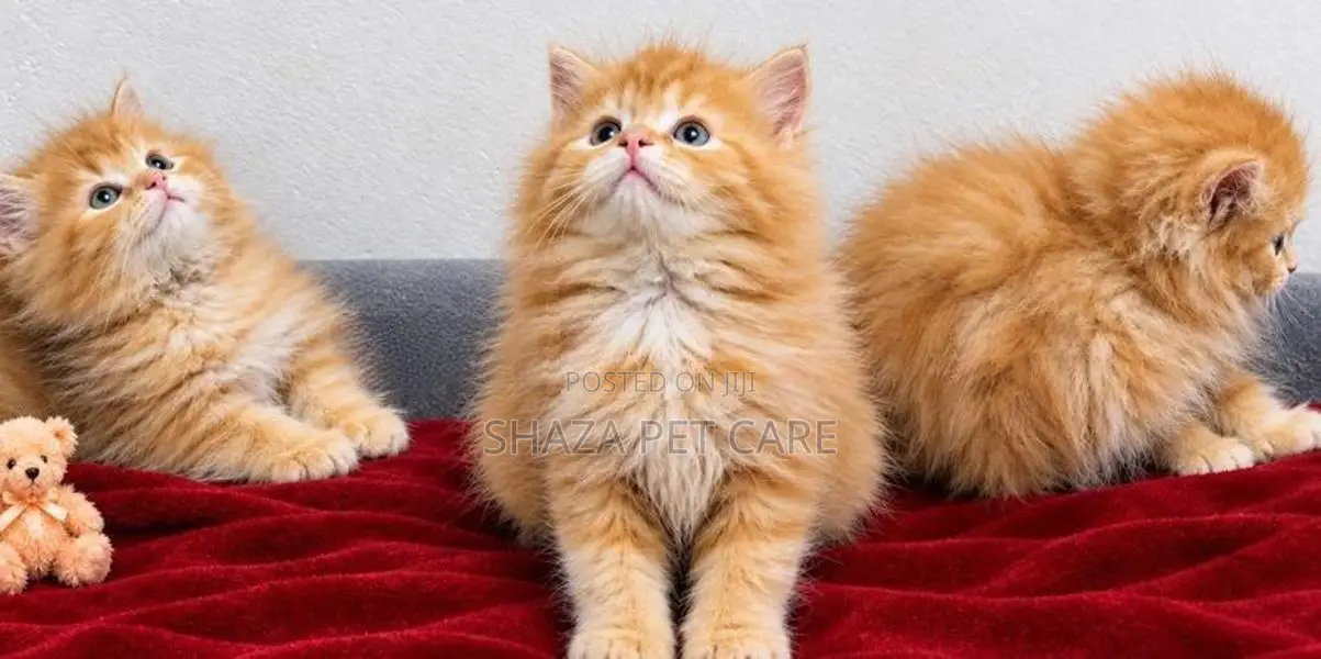 Persian Cat