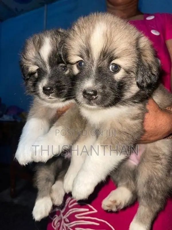 Lion Pomeranian Puppies