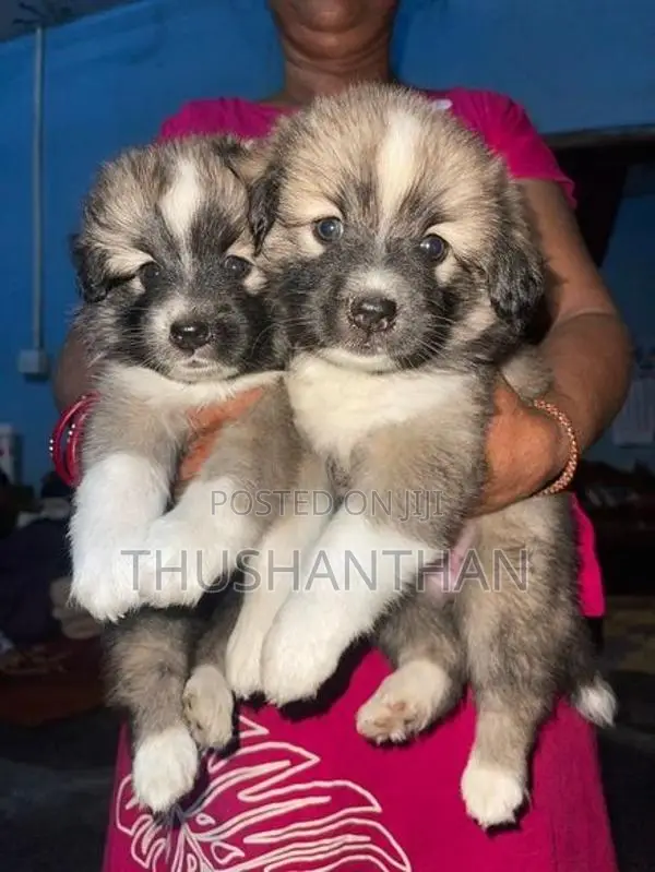 Lion Pomeranian Puppies