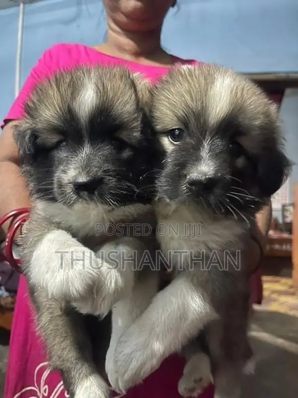 Lion Pomeranian Puppies