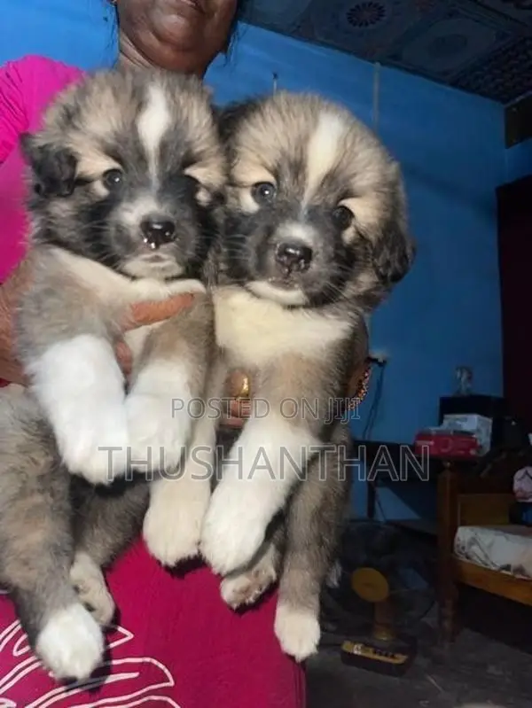 Lion Pomeranian Puppies