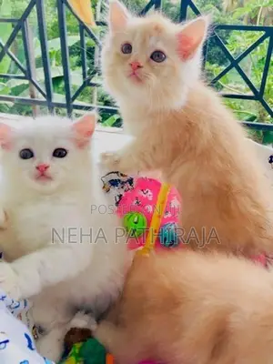 Persian Kitten