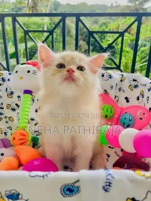 Persian Kitten