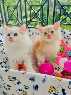 Persian Kitten