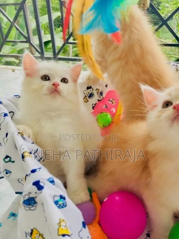 Persian Kitten